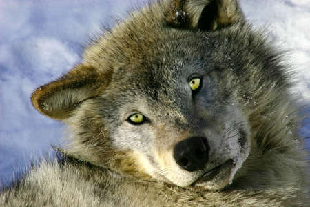 Resting Young Gray Wolfの写真素材