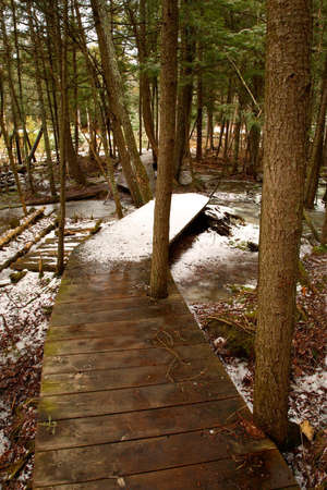 Boardwalk in the Woodsの写真素材
