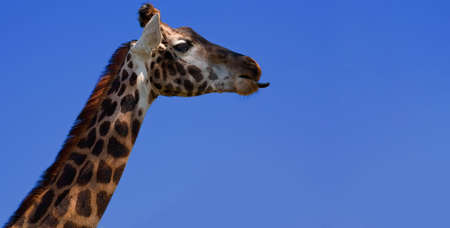 Giraffeの写真素材