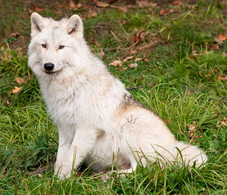 Arctic Wolf Looking at the Cameraの写真素材