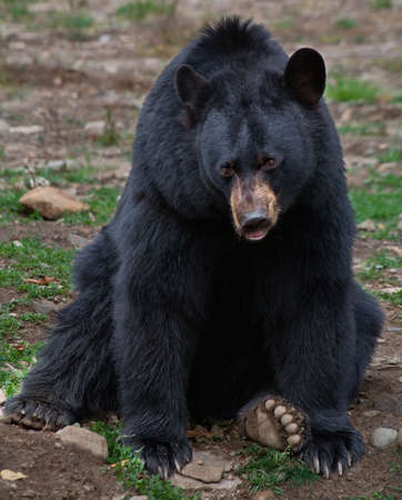 American Black Bearの写真素材