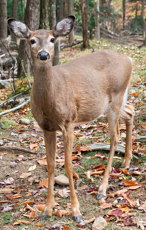 Deer Looking at the Cameraの写真素材