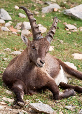 Goatの写真素材