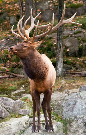 Male Deerの写真素材
