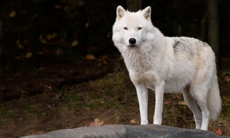 An arctic wolf is looking at the camera.の写真素材