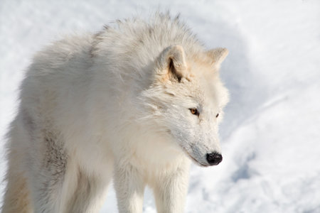 An arctic wolf is walking in the snow