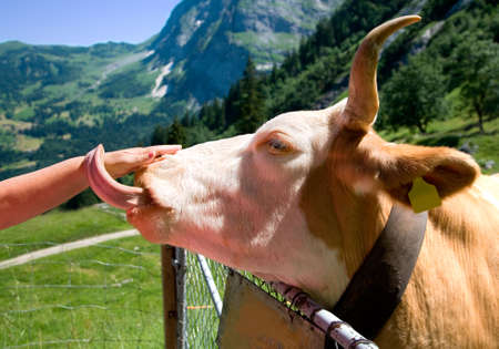 Cow Licking Handの写真素材