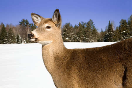 Deer in the Snowの写真素材
