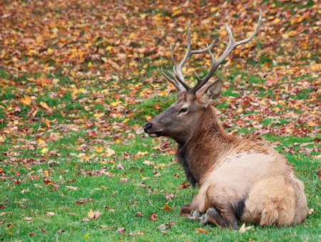 Elk Lying Down on a Fall Dayの写真素材
