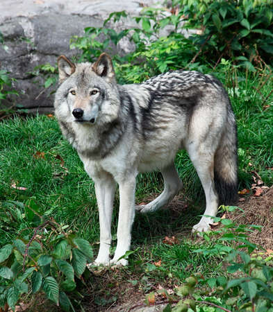 Gray Wolf Standing Looking Aheadの写真素材