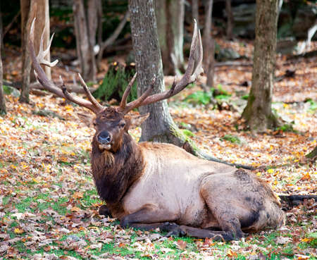 Elk Resting on a Fall Dayの写真素材