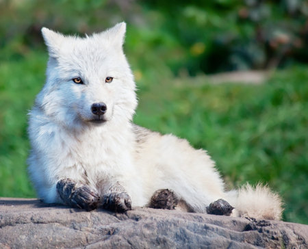 Young Arctic Wolf Lying Down a Rock