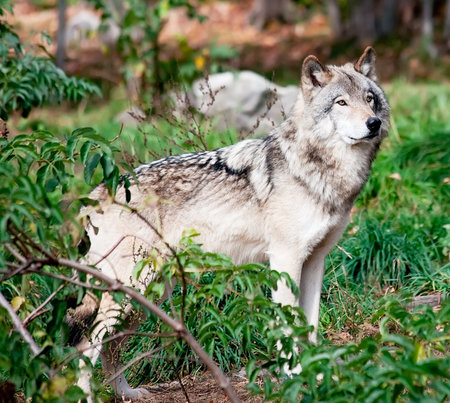 Gray Wolf