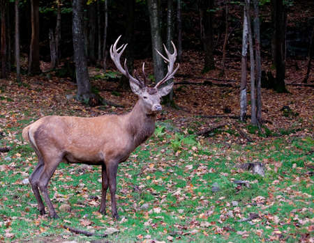 Male Deerの写真素材