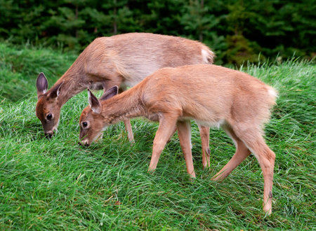 Fawns Eating  Grass