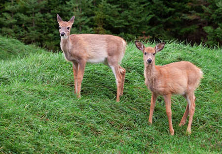 Fawns Looking at the Cameraの写真素材