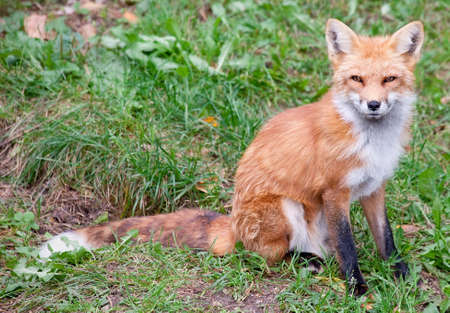 Fox Looking at the Cameraの写真素材