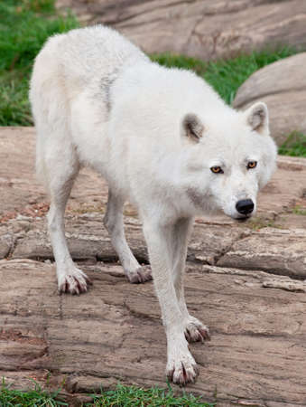 Arctic Wolf Standing on Rocks の写真素材