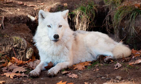 Arctic Wolf Looking at the Cameraの写真素材