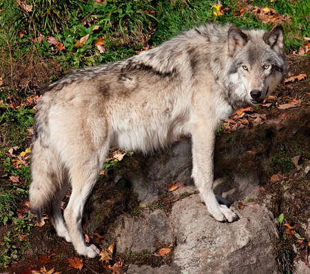 Gray Wolf Looking at the Cameraの写真素材
