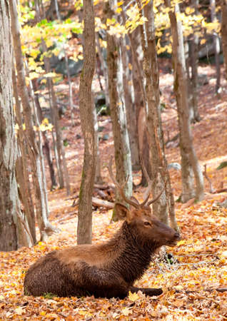 Elk Lying Down on a Fall Dayの写真素材