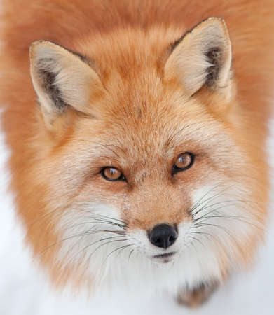 Young Red Fox Looking up at the Cameraの写真素材