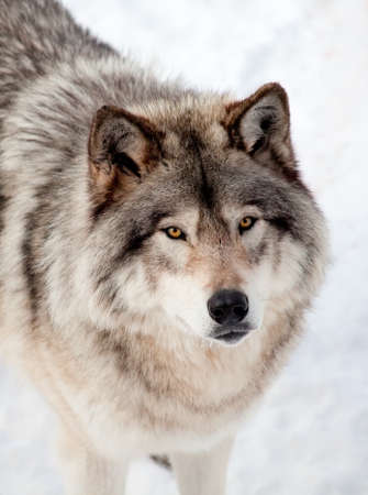 Gray Wolf in the Snow Looking up at the Cameraの写真素材