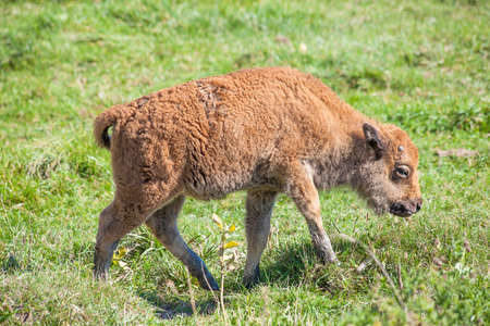Baby buffalo (calf) walking on green grass.の写真素材