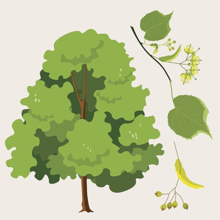 city  linden ordinary  with a leaf and seedsのイラスト素材