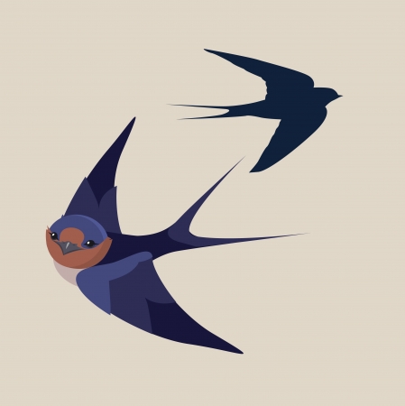 little swallow bird vector illustrationのイラスト素材