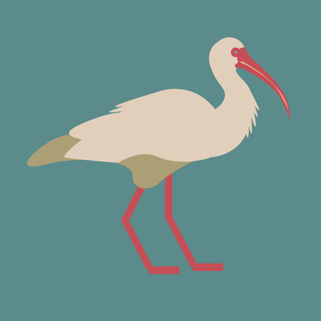 Vector illustration with wild ibis birdのイラスト素材