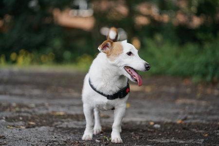 Playful dog enjoying a walk on a scenic trail surrounded by greenery in the early afternoon sunの写真素材