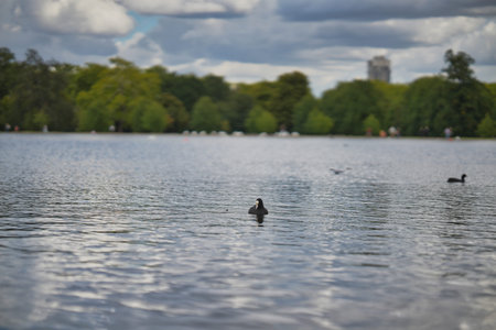 Ducks swim in a tranquil lake surrounded by lush trees on a cloudy afternoon