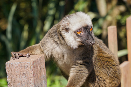 Lemur resting on a wooden post in a jungle setting with bright golden eyes and soft fur