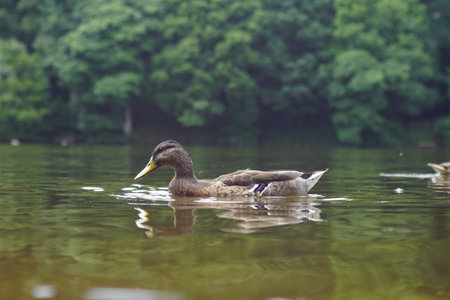Duck swimming peacefully in a serene lake surrounded by lush green trees during daylight hoursの写真素材