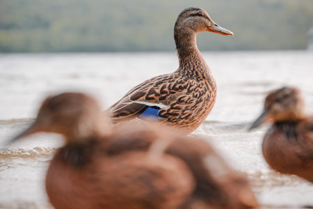 Beautiful ducks swimming near the shore at a peaceful lake during daylight hours