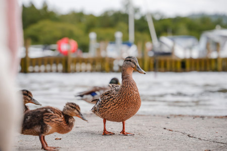 Ducks gather near the waters edge at a peaceful marina on a cloudy dayの写真素材