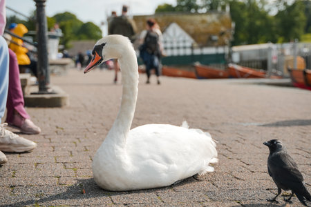 Swans and birds relaxing by the waterfront in the sunny afternoon at a parkの写真素材