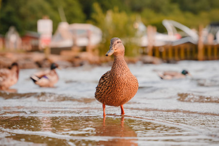 Brown duck standing in shallow water with boats in the background on a sunny dayの写真素材