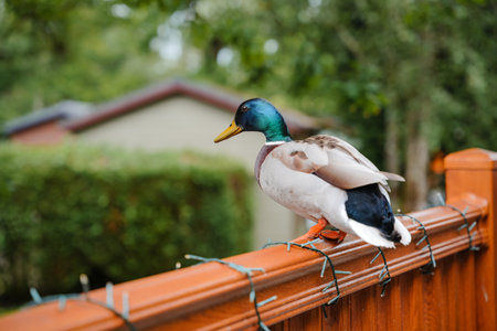 Colorful mallard duck resting on a wooden fence in a garden during a sunny dayの写真素材