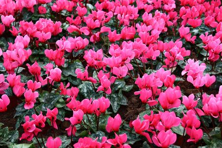 Pink Tulip Flowersの写真素材