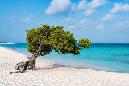 A Fofoti tree overlooking the Caribbean in Arubaの写真素材