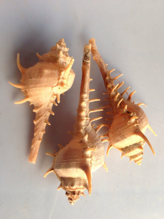 Shells