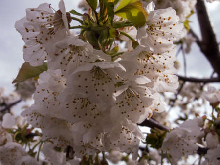 Almond blossomの写真素材