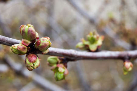Bud of almondの写真素材