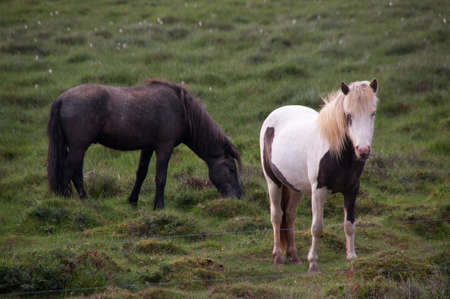 Horses black and whiteの写真素材