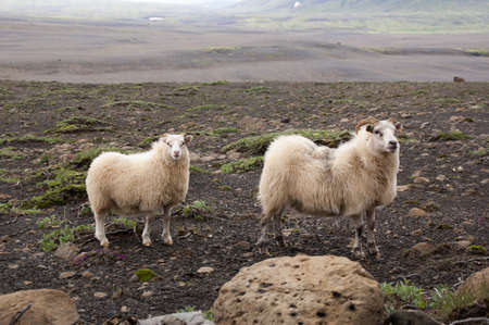 2 cheeps in icelandの写真素材