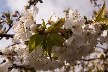 Almond blossomの写真素材