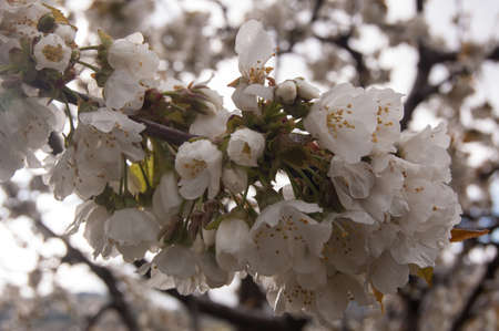 Almond blossomの写真素材