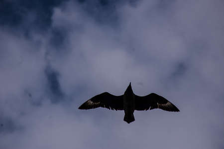 Bird flyingの写真素材